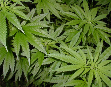 Colorado legaliza venta y consumo de marihuana