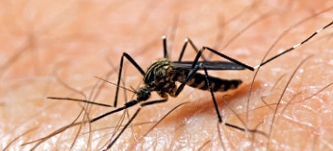 Denuncian brote de dengue en comunidades de Licey