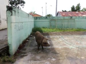 Denuncian mal estado de cancha deportiva convertida en criadero de cerdos en Sánchez