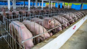 Ministro de Agricultura asegura pagó cerdos sacrificados en Cotuí