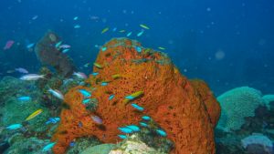 Arrecifes de coral generan más de mil millones de dólares en RD