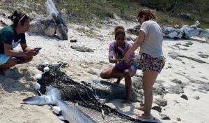 Matan a un tiburón azul en playa Bayahíbe