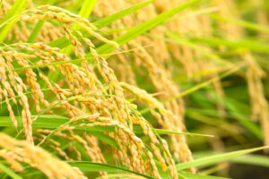 Gobierno prepara lanzamiento de cosecha de arroz 2022 desde Bonao