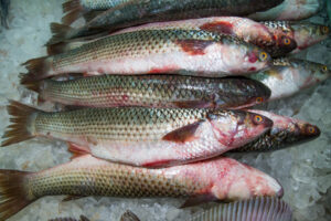 Aumenta en la población consumo de pescado por Semana Santa