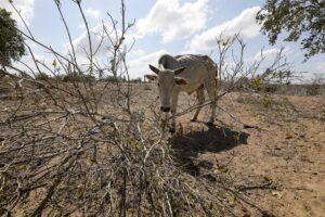 40 millones de personas pasan hambre en África oriental por la sequía